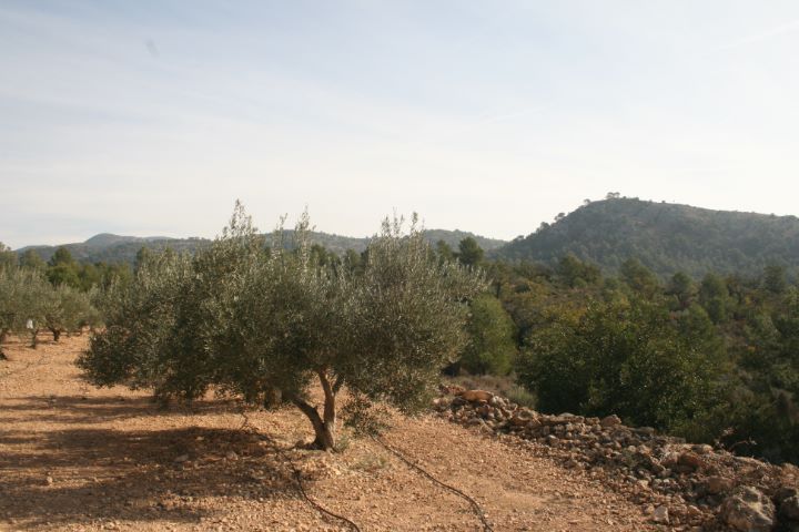 Rural Chalet in Olocau